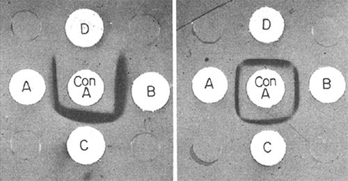 Fig. 1. Double diffusion in agar gel using 10 mg/mL Concanavalin A in the center well and 5 mg/mL of the lectins isolated from the A, B, C, and D bean types in the outer wells. Left, α-fractions; right, b-fractions. The precipitations were stained with azocarmine.