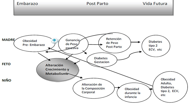Figura 2. Círculo vicioso inter-generacional del origen de la obesidad.