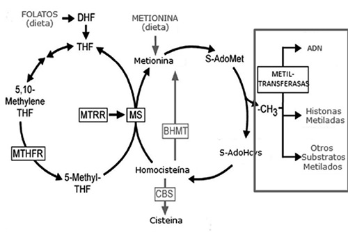 Figura 1: Esquema del ciclo metabólico de los folatos y su relación con el ciclo de la homocisteína. El recuadro en rojo, resalta la importancia de los radicales metilo para las modificaciones epigenéticas del genoma.